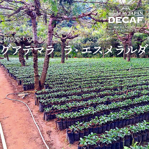 366天定期咖啡配送 咖啡套裝環遊世界(Innocent Coffee Decaf)